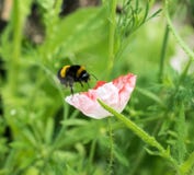 Abeja que asoma sobre una amapola Imagen de archivo libre de regalías