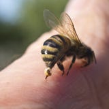 Abeja Sting - un arma de la defensa y del ataque