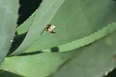 Abejas que construyen un nuevo hogar fotos de archivo libres de regalías Abejas que construyen un nuevo hogar fotos de archivo libres de regalías
