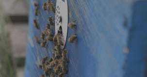 Abejas y colmenar a partir de un lado Abejas y colmenar a partir de un lado