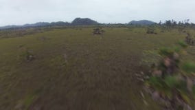 Abejón que vuela sobre sabana de la selva en America Central almacen de video Abejón que vuela sobre sabana de la selva en America Central almacen de video