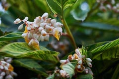 A abelha em flores brancas amarelas bonitas com verde sae no parque fotografia de stock A abelha em flores brancas amarelas bonitas com verde sae no parque fotografia de stock