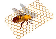 Abelha em honeycells Imagens de Stock Royalty Free Abelha em honeycells Imagens de Stock Royalty Free