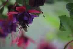 Abelhas ocupadas em flores da mola que recolhem o néctar imagens de stock royalty free Abelhas ocupadas em flores da mola que recolhem o néctar imagens de stock royalty free