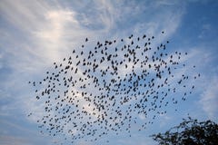 ABEND-VOGEL-IM FLUG SCHÖNHEIT stockfotos ABEND-VOGEL-IM FLUG SCHÖNHEIT stockfotos