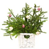 Abete di natale con la decorazione isolata immagini stock libere da diritti Abete di natale con la decorazione isolata immagini stock libere da diritti