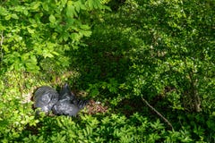 Abfalltaschen, die unvorsichtig weggeworfen in den Wald liegen stockfotografie Abfalltaschen, die unvorsichtig weggeworfen in den Wald liegen stockfotografie