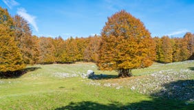 Foliage in autumn season at Forca d`Acero, in the Abruzzo and Molise National Park. Italy.