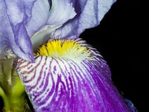 Abschluss der blauen Orchidee oben lizenzfreies stockfoto Abschluss der blauen Orchidee oben lizenzfreies stockfoto