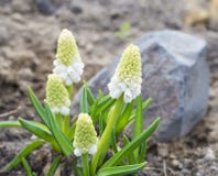 Abschluss herauf blühende Hyazinthenblume der weißen Traube im Steingarten, Muscari botryoides Album Selektiver Fokus stockfotos Abschluss herauf blühende Hyazinthenblume der weißen Traube im Steingarten, Muscari botryoides Album Selektiver Fokus stockfotos