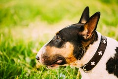 Abschluss streichelt Bullterrier-Hundeporträt am grünen Gras stockbilder Abschluss streichelt Bullterrier-Hundeporträt am grünen Gras stockbilder
