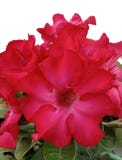 Abstract Adenium flowers, pink and red, many beautiful flowers on a tree with white background.