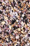 Seashell background vietnam beach tropical Stock Photo Seashell background vietnam beach tropical Stock Photo