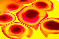 Red Paints yellow and red paints mixed royalty free stock image - image: 6357636 Red Paints yellow and red paints mixed royalty free stock image - image: 6357636