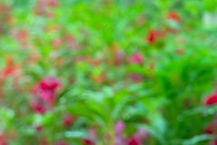 Abstract background and texture of flower Stock Image Abstract background and texture of flower Stock Image