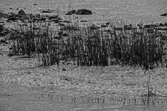 Abstract beeld van installaties en stenen in mudflats royalty-vrije stock foto Abstract beeld van installaties en stenen in mudflats royalty-vrije stock foto