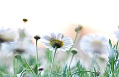 Abstract blurry background color white fresh soft daisies stock photos Abstract blurry background color white fresh soft daisies stock photos