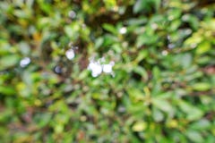 Abstract branch and leave background, Blurred flowers as a background.Cape Jasmine, Cape Gardenia, Space for text in template. B royalty free stock photos Abstract branch and leave background, Blurred flowers as a background.Cape Jasmine, Cape Gardenia, Space for text in template. B royalty free stock photos