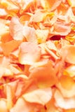 Abstract close up view of orange rose petals royalty free stock image Abstract close up view of orange rose petals royalty free stock image