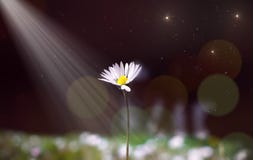 Flower Abstract blurry background stock photo Flower Abstract blurry background stock photo