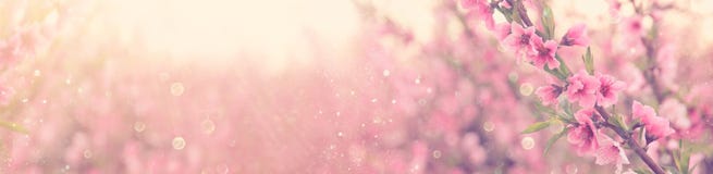 abstract and dreamy banner background of of spring blossoms tree with pink flowers. selective focus. glitter overlay.