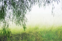Abstract fantasy background misty magical mystical secret woods royalty free stock photo Abstract fantasy background misty magical mystical secret woods royalty free stock photo