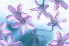 Abstract floral background in pink and blue colors stock images Abstract floral background in pink and blue colors stock images