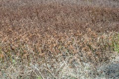 Abstract gebied van doorstaan droog gras in de herfst Stock Fotografie Abstract gebied van doorstaan droog gras in de herfst Stock Fotografie