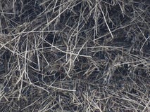 Abstract gray straw texture background royalty free stock image Abstract gray straw texture background royalty free stock image
