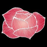 Abstract hand drawn pink rose flower isolated on black background. Vector illustration. Line art. Sketch
