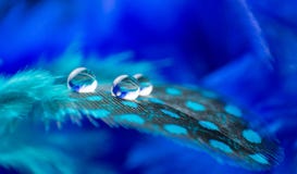 A abstract image of blue color fluffy feathers with three macro water dew drop, beautiful natural background. royalty free stock image A abstract image of blue color fluffy feathers with three macro water dew drop, beautiful natural background. royalty free stock image
