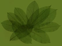Abstract Leaves 4 Stock Photos Abstract Leaves 4 Stock Photos