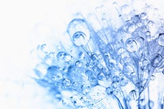 Abstract macro photo of plant seeds with water Royalty Free Stock Photography Abstract macro photo of plant seeds with water Royalty Free Stock Photography