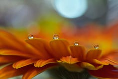 Abstract Macro Photo,water Drops.Beautiful Orange Nature Background.Spring,summer,light.Floral Art Design.Wallpaper,pure,plant. Royalty Free Stock Images