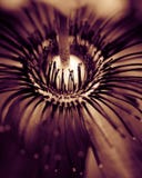 Abstract macro plant details Royalty Free Stock Photo Abstract macro plant details Royalty Free Stock Photo