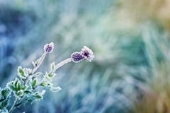 Abstract Natural Background From Plant Covered With Hoarfrost Stock Photo Abstract Natural Background From Plant Covered With Hoarfrost Stock Photo