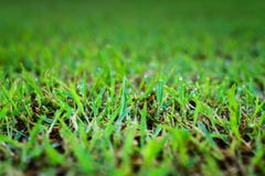 Abstract natural backgrounds green grass Royalty Free Stock Photography Abstract natural backgrounds green grass Royalty Free Stock Photography