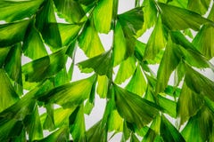 Abstract nature background of green palm leaf tropical tree Stock Images Abstract nature background of green palm leaf tropical tree Stock Images