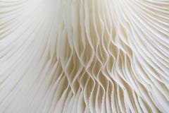 Abstract nature background macro of Sajor-caju Mushroom plants. royalty free stock photography Abstract nature background macro of Sajor-caju Mushroom plants. royalty free stock photography
