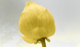 Abstract, one bud, yellow flower, beautiful with white-gray background.