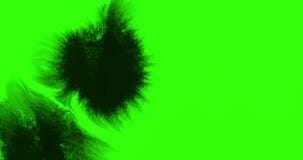 Abstract paint brush stroke shape black ink splattering flowing and washing on chroma key green screen background, artistic ink stock video footage Abstract paint brush stroke shape black ink splattering flowing and washing on chroma key green screen background, artistic ink stock video footage