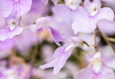 Abstract patroon van purpere orchidee, Ionopsis Utricularioides Stock Foto Abstract patroon van purpere orchidee, Ionopsis Utricularioides Stock Foto