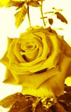 abstract rose blooming yellow beautiful on the tree white background