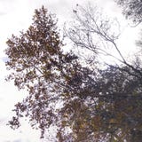 Abstract Silhouette of an Oak Tree stock photo Abstract Silhouette of an Oak Tree stock photo