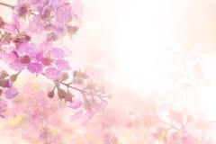 The abstract soft sweet pink flower background from Plumeria frangipani flowers