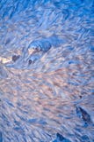 Abstract Sparkling Patterns From Water On A Frost Royalty Free Stock Photo