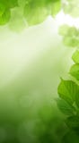 Abstract Spring Green Wallpaper Background stock photography Abstract Spring Green Wallpaper Background stock photography