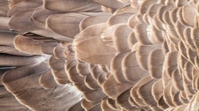 Abstract Texture Of Feathers On The Back Of Canada Goose Royalty Free Stock Photography Abstract Texture Of Feathers On The Back Of Canada Goose Royalty Free Stock Photography