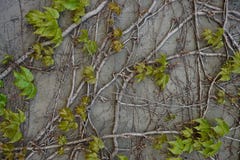 Crawling plants with dying leaves stock photo Crawling plants with dying leaves stock photo