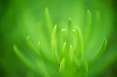 Abstracte achtergrond - Zachte nadruk vage Groene bladinstallatie stock afbeelding Abstracte achtergrond - Zachte nadruk vage Groene bladinstallatie stock afbeelding